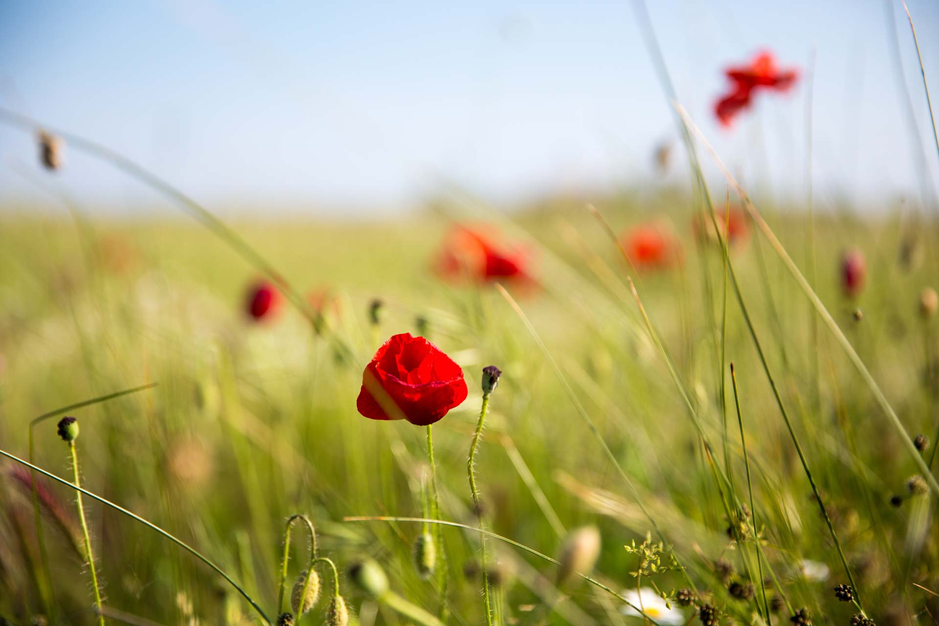 Paysage Domaine des Coquelicots